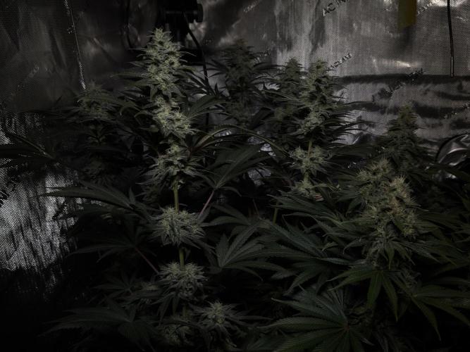Jack Herer - A Flagship Hybrid. Week 14