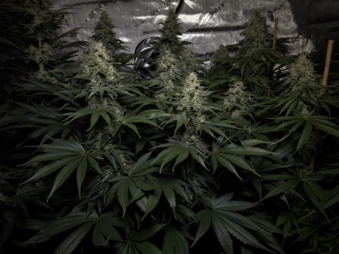 Jack Herer - A Flagship Hybrid. Week 14