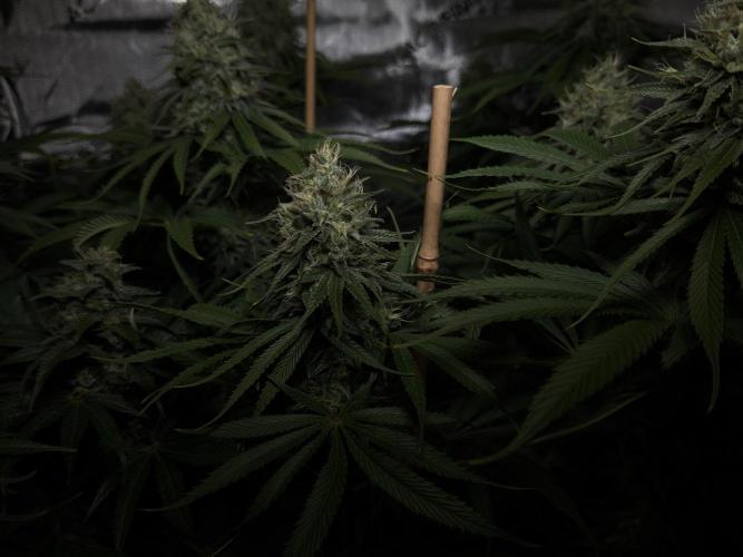 Jack Herer - A Flagship Hybrid. Week 14
