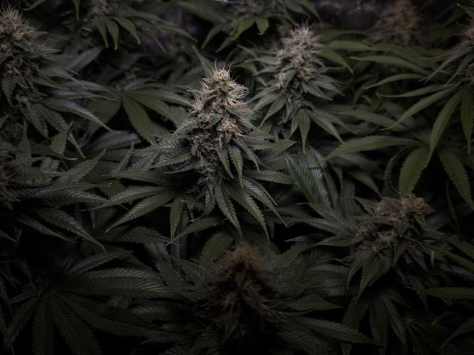 Jack Herer - A Flagship Hybrid. Week 14