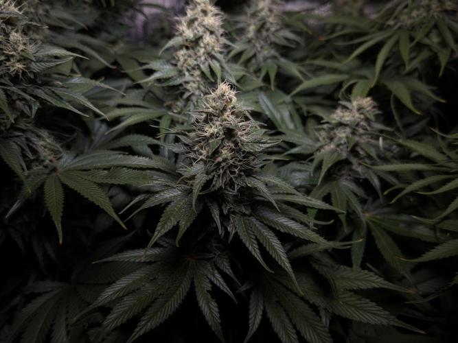 Jack Herer - A Flagship Hybrid. Week 14