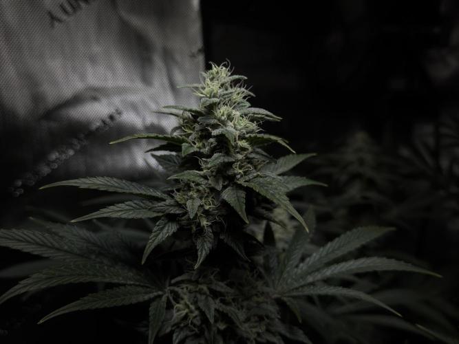 Jack Herer - A Flagship Hybrid. Week 14
