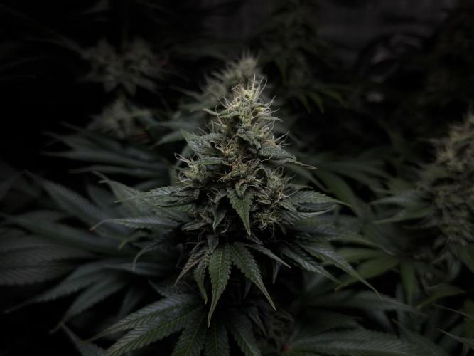 Jack Herer - A Flagship Hybrid. Week 14
