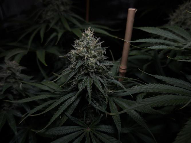 Jack Herer - A Flagship Hybrid. Week 14
