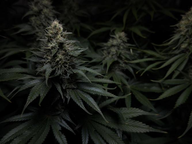 Jack Herer - A Flagship Hybrid. Week 14