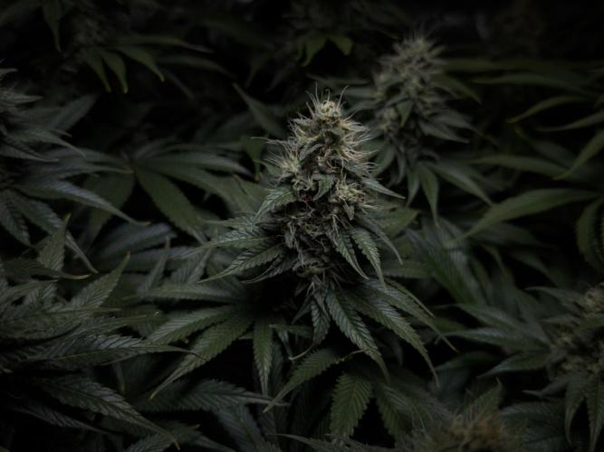 Jack Herer - A Flagship Hybrid. Week 14