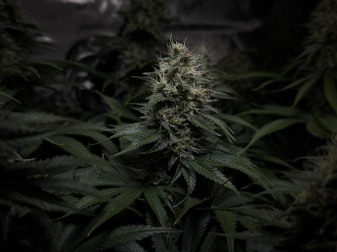 Jack Herer - A Flagship Hybrid. Week 14