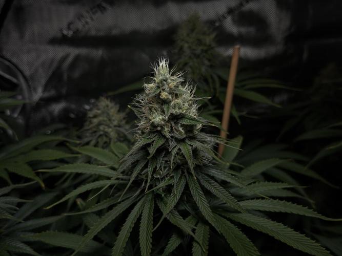Jack Herer - A Flagship Hybrid. Week 14