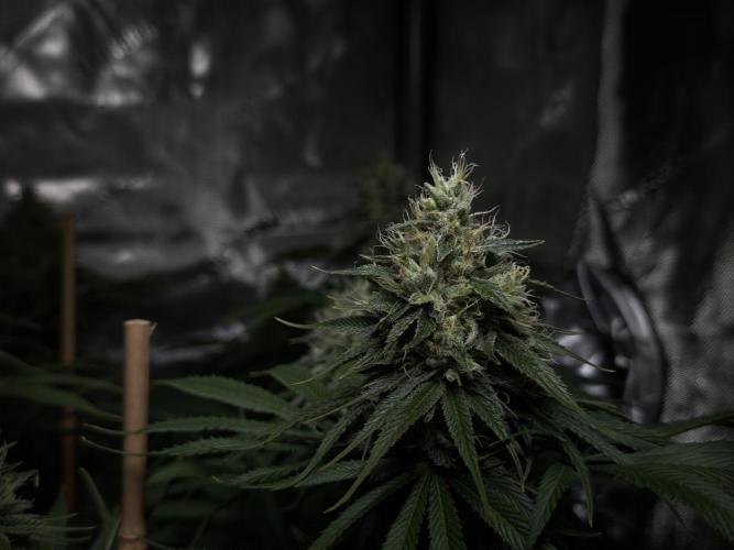 Jack Herer - A Flagship Hybrid. Week 14