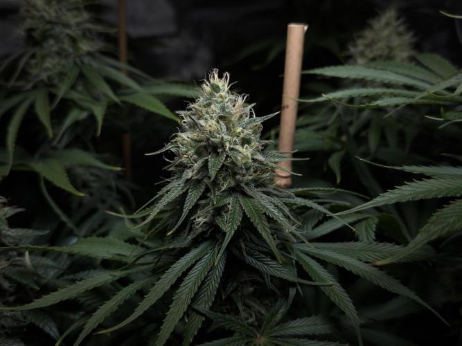 Jack Herer - A Flagship Hybrid. Week 14