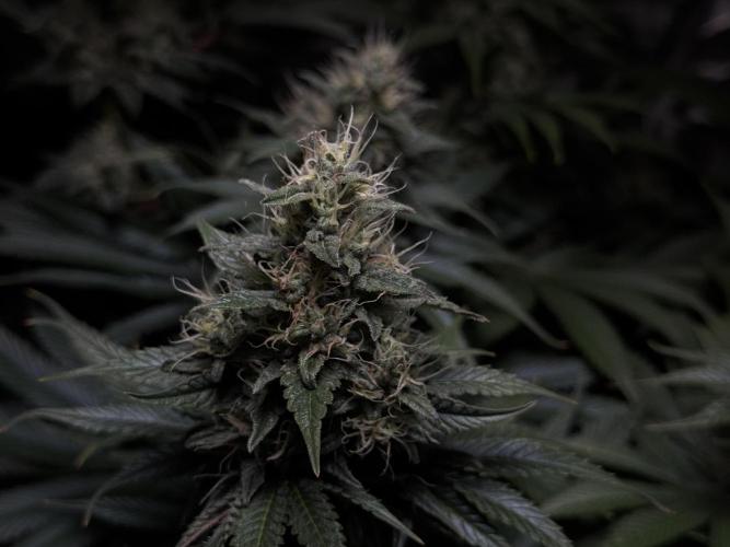 Jack Herer - A Flagship Hybrid. Week 14 - B