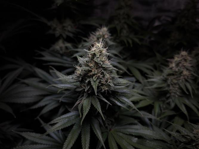 Jack Herer - A Flagship Hybrid. Week 14
