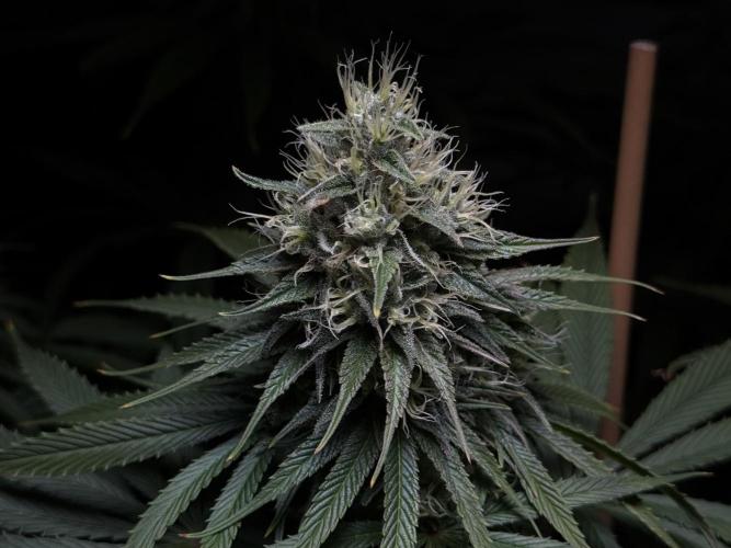 Jack Herer - A Flagship Hybrid. Week 14