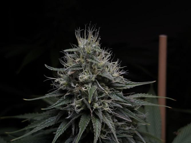 Jack Herer - A Flagship Hybrid. Week 14