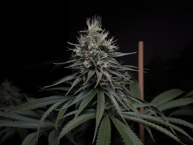Jack Herer - A Flagship Hybrid. Week 14 - C