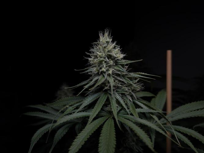 Jack Herer - A Flagship Hybrid. Week 14