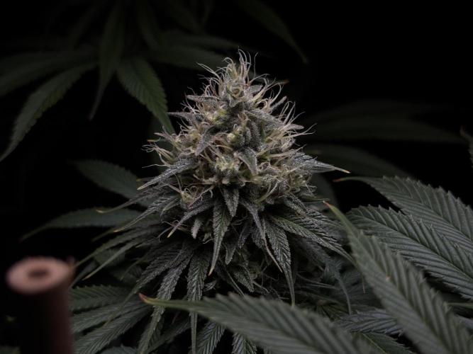 Jack Herer - A Flagship Hybrid. Week 14 - C