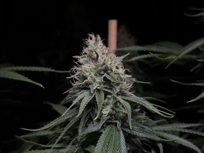 Jack Herer - A Flagship Hybrid. Week 14 - C