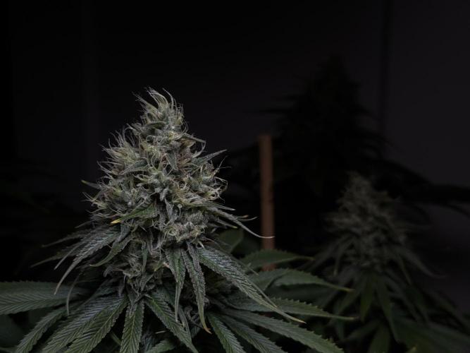 Jack Herer - A Flagship Hybrid. Week 14