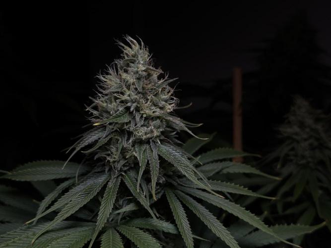 Jack Herer - A Flagship Hybrid. Week 14