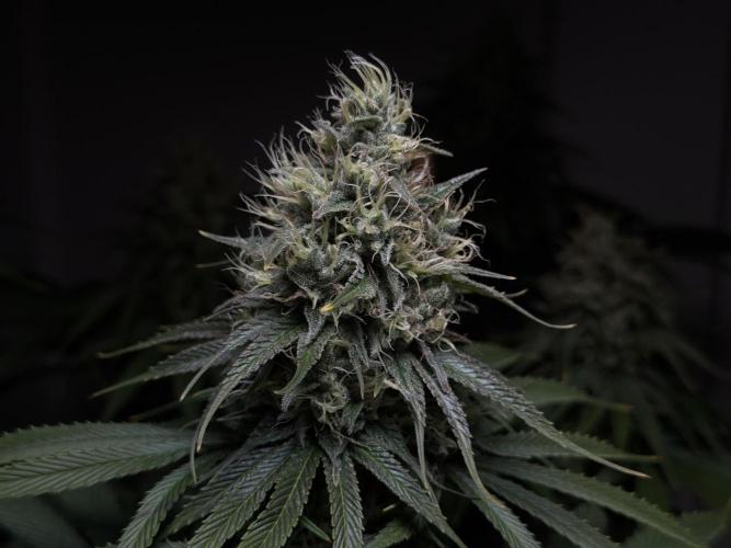 Jack Herer - A Flagship Hybrid. Week 14
