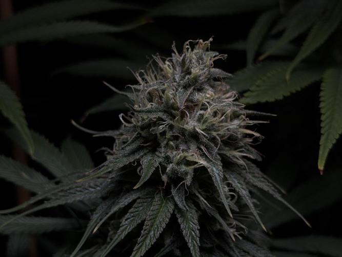 Jack Herer - A Flagship Hybrid. Week 14 - C