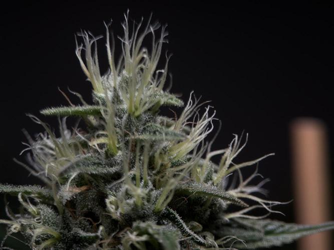 Jack Herer - A Flagship Hybrid. Week 14