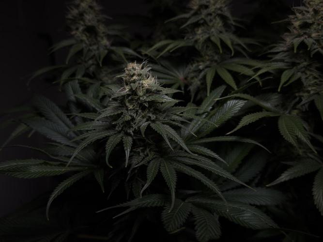 Jack Herer - A Flagship Hybrid. Week 14