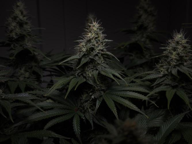 Jack Herer - A Flagship Hybrid. Week 14