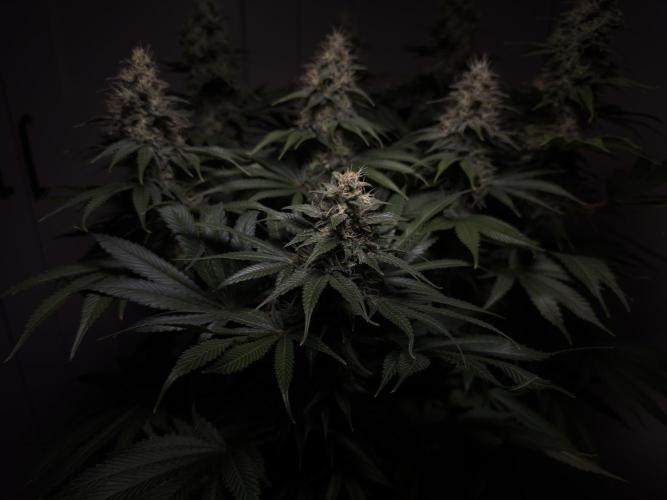 Jack Herer - A Flagship Hybrid. Week 14