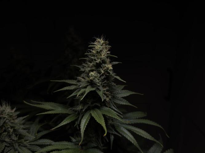 Jack Herer - A Flagship Hybrid. Week 14