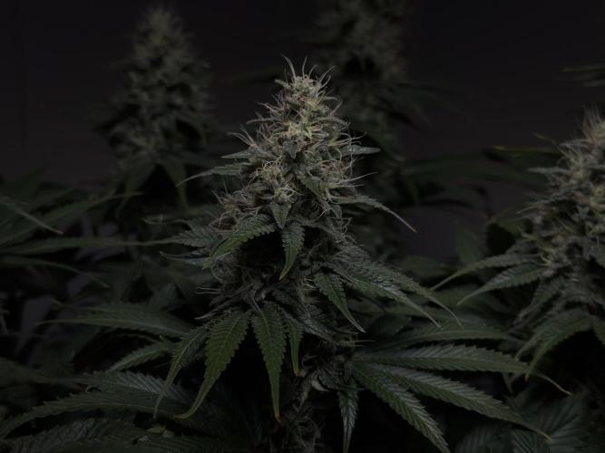 Jack Herer - A Flagship Hybrid. Week 14