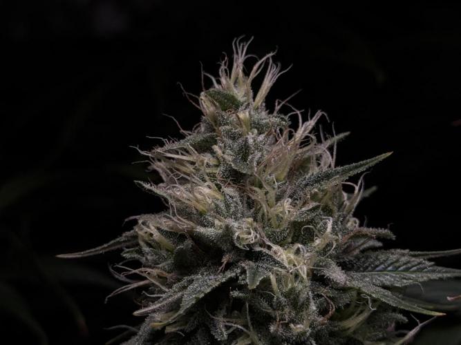 Jack Herer - A Flagship Hybrid. Week 14 - C