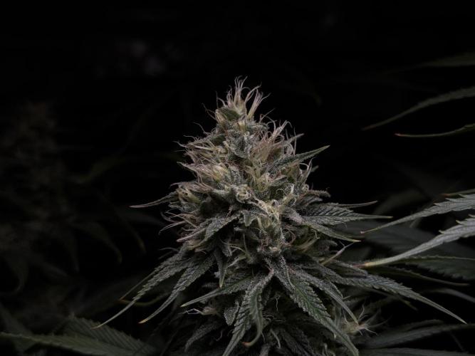 Jack Herer - A Flagship Hybrid. Week 14 - C