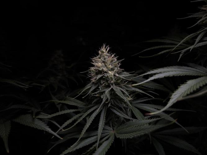 Jack Herer - A Flagship Hybrid. Week 14