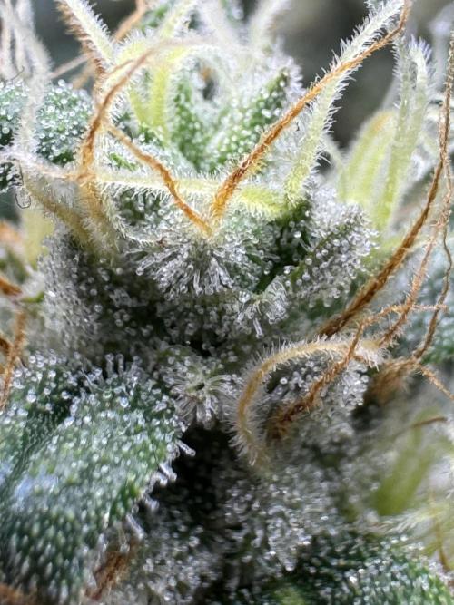 Jack Herer - A Flagship Hybrid. Week 15 - c