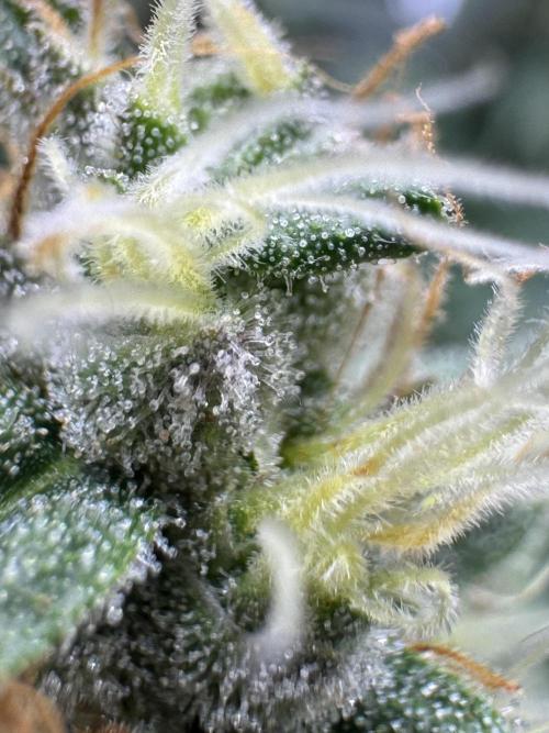 Jack Herer - A Flagship Hybrid. Week 15 - b