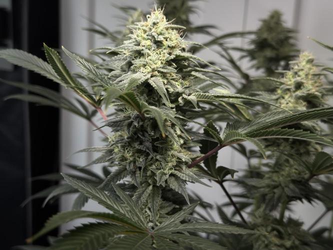 Jack Herer - A Flagship Hybrid. Week 15 - a