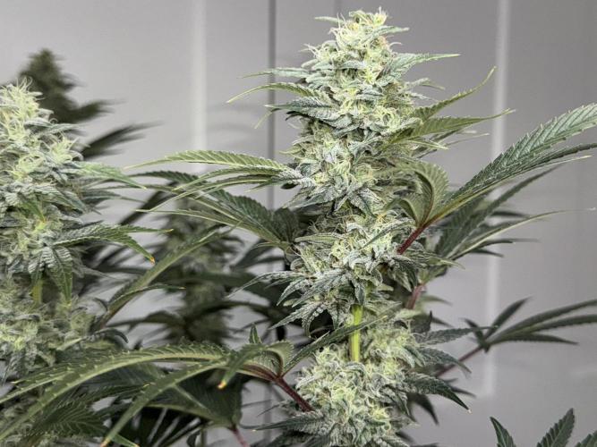 Jack Herer - A Flagship Hybrid. Week 15 - a
