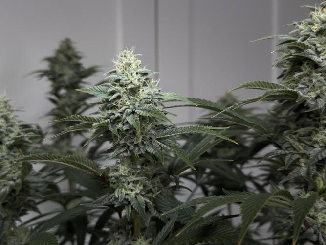 Jack Herer - A Flagship Hybrid. Week 15 - a