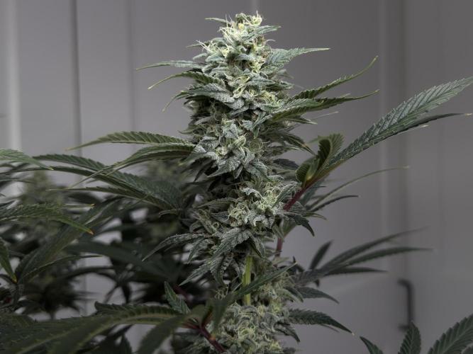 Jack Herer - A Flagship Hybrid. Week 15 - a