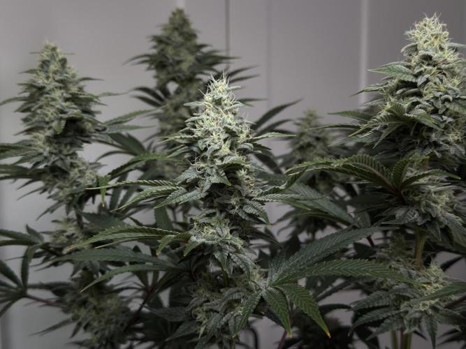 Jack Herer - A Flagship Hybrid. Week 15 - a