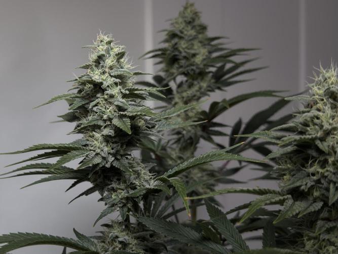 Jack Herer - A Flagship Hybrid. Week 15 - a