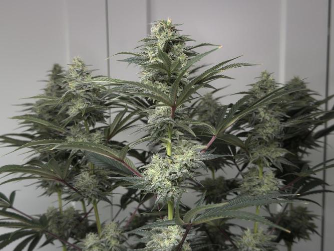 Jack Herer - A Flagship Hybrid. Week 15 - Plant A