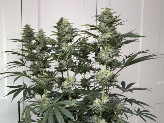 Jack Herer - A Flagship Hybrid. Week 15 - a