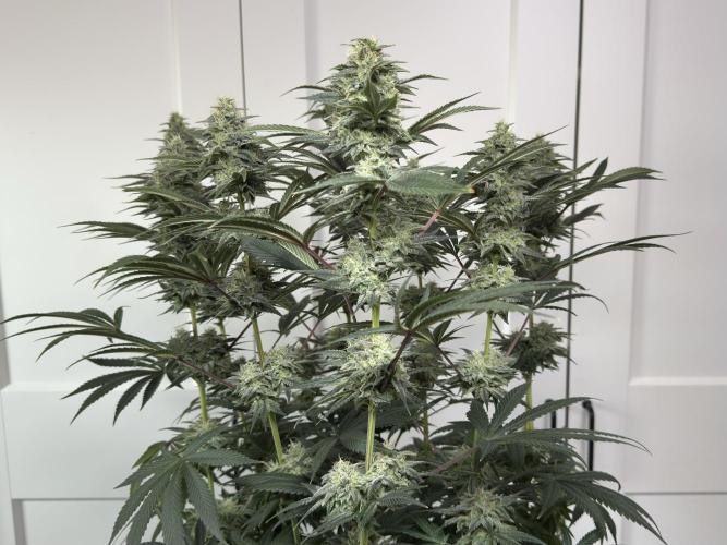 Jack Herer - A Flagship Hybrid. Week 15 - a