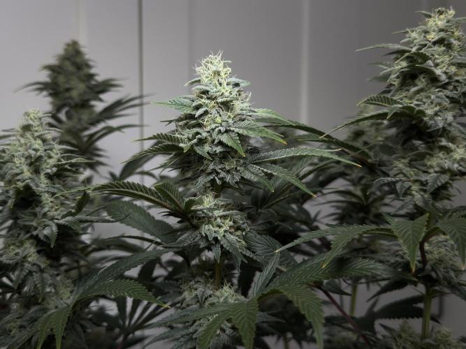 Jack Herer - A Flagship Hybrid. Week 15 - a