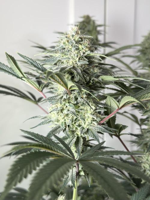 Jack Herer - A Flagship Hybrid. Week 15 - a