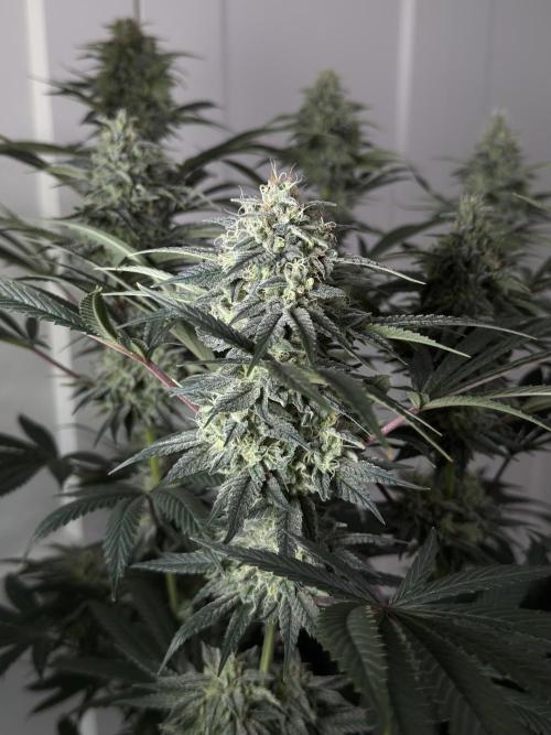 Jack Herer - A Flagship Hybrid. Week 15 - a