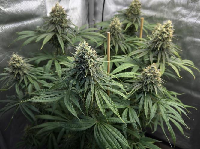 Jack Herer - A Flagship Hybrid. Week 15 - Plant C